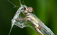 Western Willow Spreadwing (Female cought in a spider web, Lestes viridis)
